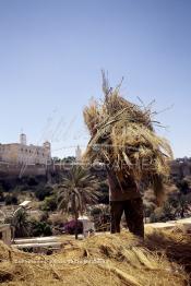 Image du Maroc Professionnelle de  Sur la Colline des Potiers un ouvrier porte le genêt servant à chauffer les fours de cuisson des poteries en céramique à Safi, Vendredi 29 Août 1997. (Photo / Abdeljalil Bounhar)